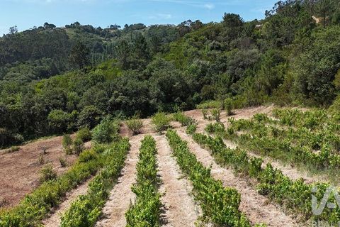 Grond in Mafra, Lisbon, Mafra - € 240.000 | Ref: 962815 - foto 17