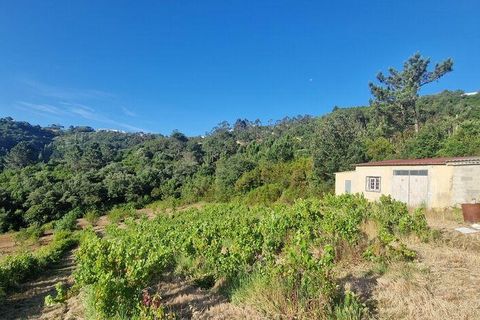 Grond in Mafra, Lisbon, Mafra - € 240.000 | Ref: 962815 - foto 18