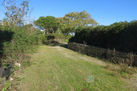 Helårsgrund i Sotogrande, Cadiz - foto 4