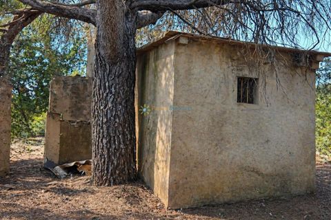 Helårsgrund i Bellus, Valencia, Bellus - € 21.000 | Ref: PNPT278 - foto 2