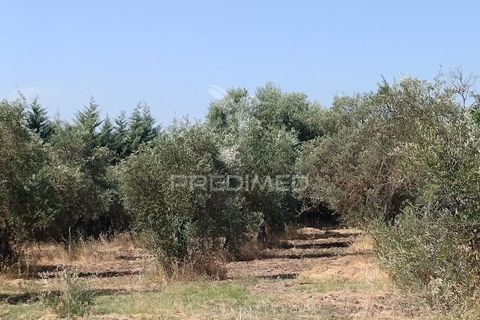 Helårsgrund i Campo Maior, Portalegre, Campo Maior - € 33.800 | Ref: 061643 - foto 4