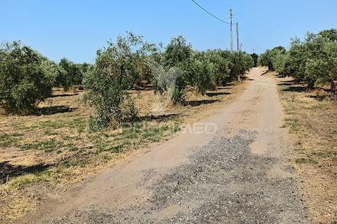 Helårsgrund i Campo Maior, Portalegre, Campo Maior - € 33.800 | Ref: 061643 - foto 13