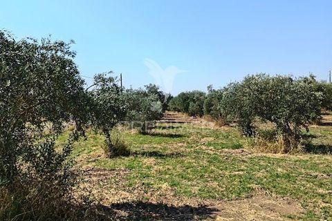 Helårsgrund i Campo Maior, Portalegre, Campo Maior - € 33.800 | Ref: 061643 - foto 15