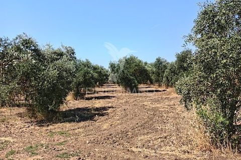 Helårsgrund i Campo Maior, Portalegre, Campo Maior - € 33.800 | Ref: 061643 - foto 17