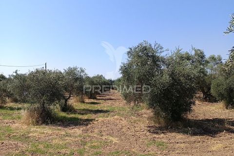 Helårsgrund i Campo Maior, Portalegre, Campo Maior - € 33.800 | Ref: 061643 - foto 20