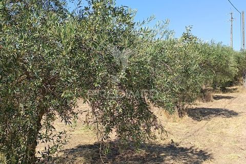 Helårsgrund i Campo Maior, Portalegre, Campo Maior - € 33.800 | Ref: 061643 - foto 21