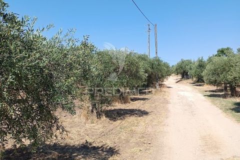 Helårsgrund i Campo Maior, Portalegre, Campo Maior - € 33.800 | Ref: 061643 - foto 22