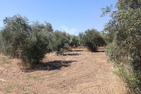 Helårsgrund i Campo Maior, Portalegre, Campo Maior - € 33.800 | Ref: 061643 - foto 23