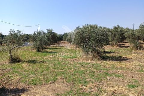Helårsgrund i Campo Maior, Portalegre, Campo Maior - € 33.800 | Ref: 061643 - foto 24