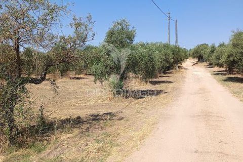 Helårsgrund i Campo Maior, Portalegre, Campo Maior - € 33.800 | Ref: 061643 - foto 26