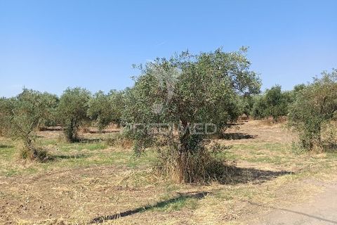 Helårsgrund i Campo Maior, Portalegre, Campo Maior - € 33.800 | Ref: 061643 - foto 27
