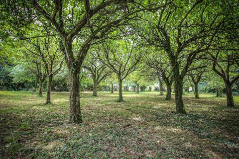 Landejendom i Pouillon, Landes, Pouillon - € 488.000 | Ref: 830038099710 - foto 7