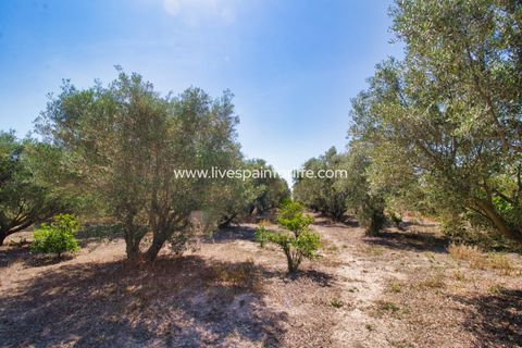 Landejendom i Dolores, Alicante, Dolores - € 495.000 | Ref: DOL BH-D - foto 32
