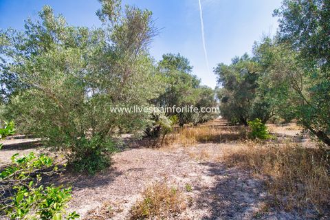 Landejendom i Dolores, Alicante, Dolores - € 495.000 | Ref: DOL BH-D - foto 33