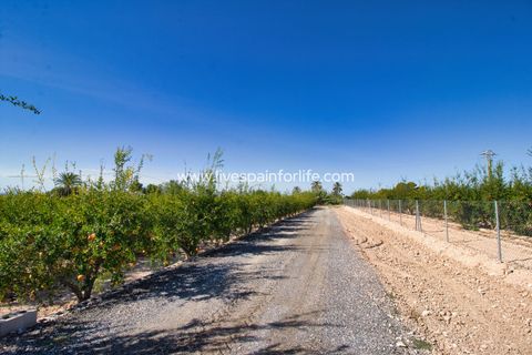 Landejendom i Crevillent, Alicante, Crevillent - € 495.000 | Ref: Crev JMV-D-D - foto 37