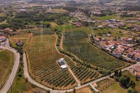 Gård i Anadia, Aveiro, Anadia - € 1 000 000 | Ref: LUX_CB-01524 - foto 2