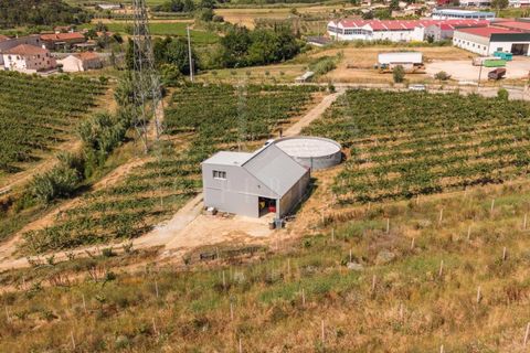 Gård i Anadia, Aveiro, Anadia - € 1 000 000 | Ref: LUX_CB-01524 - foto 5
