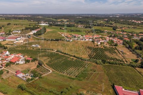 Gård i Anadia, Aveiro, Anadia - € 1 000 000 | Ref: LUX_CB-01524 - foto 8