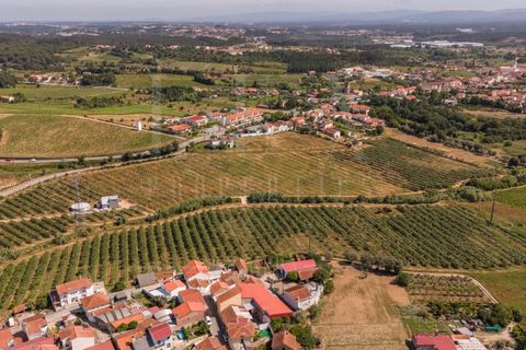 Gård i Anadia, Aveiro, Anadia - € 1 000 000 | Ref: LUX_CB-01524 - foto 9