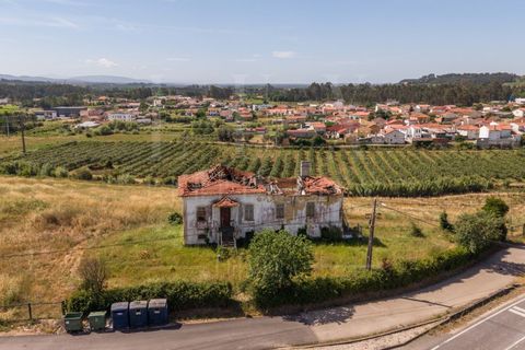 Gård i Anadia, Aveiro, Anadia - € 1 000 000 | Ref: LUX_CB-01524 - foto 14