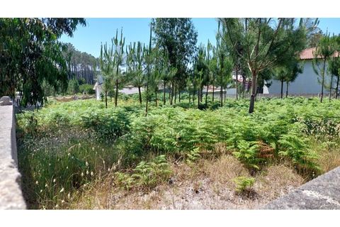 Tomt i Monte Real, Leiria, Monte Real - € 45 000 | Ref: mg1755 -1 - foto 11