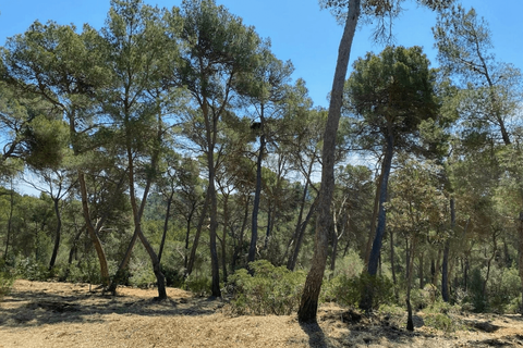 Helårsgrund i Manacor, Mallorca, Manacor - € 1.400.000 | Ref: KPNO1051 - foto 14