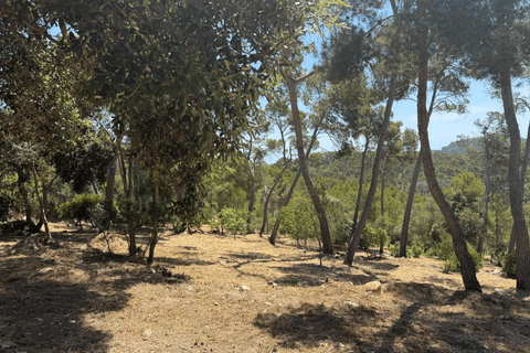 Helårsgrund i Manacor, Mallorca, Manacor - € 1.400.000 | Ref: KPNO1051 - foto 15
