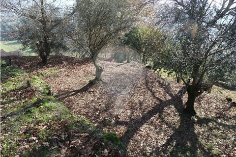 Villa i Viana do Castelo, Viana do Castelo, Viana do Castelo - € 89.000 | Ref: 123731008-456 - foto 28