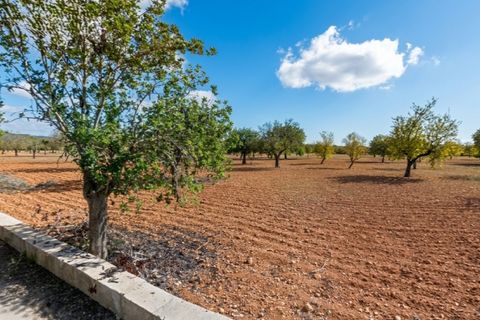 Helårsgrund i Campos, Mallorca, Campos - € 345.000 | Ref: 7909 - foto 4