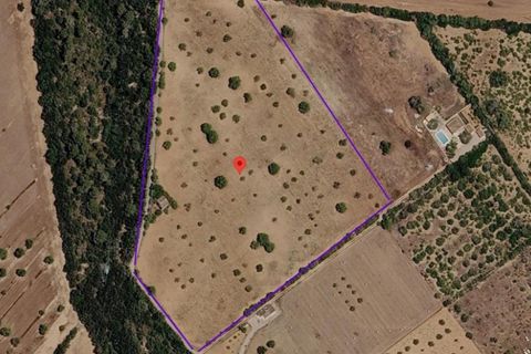 Helårsgrund i Campos, Mallorca, Campos - € 345.000 | Ref: 7909 - foto 6