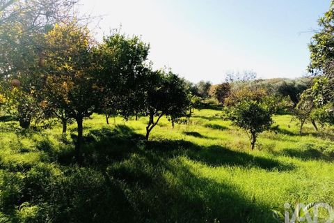 Terra a Vidigueira, Beja, Vidigueira - € 255.000 | Ref: 946626 - foto 5