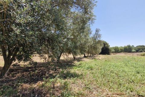 Helårsgrund i Azambuja, Lisbon, Azambuja - € 76.150 | Ref: 145820 - foto 9