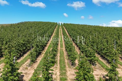 Landejendom i Cadaval, Lisbon, Cadaval - € 2.600.000 | Ref: FG495 - foto 4