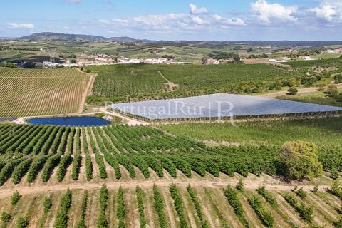 Landejendom i Cadaval, Lisbon, Cadaval - € 2.600.000 | Ref: FG495 - foto 5