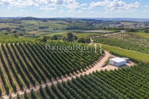 Landejendom i Cadaval, Lisbon, Cadaval - € 2.600.000 | Ref: FG495 - foto 6