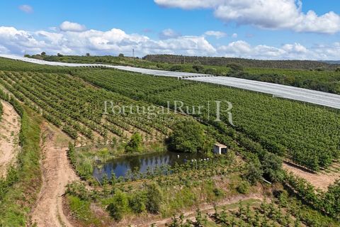 Landejendom i Cadaval, Lisbon, Cadaval - € 2.600.000 | Ref: FG495 - foto 8