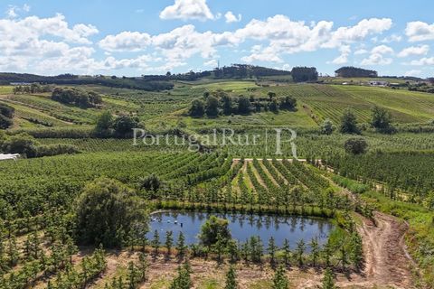 Landejendom i Cadaval, Lisbon, Cadaval - € 2.600.000 | Ref: FG495 - foto 10
