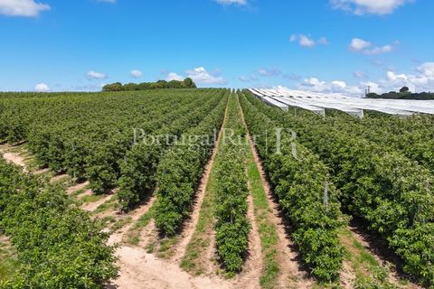Landejendom i Cadaval, Lisbon, Cadaval - € 2.600.000 | Ref: FG495 - foto 11