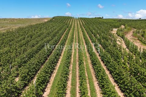 Landejendom i Cadaval, Lisbon, Cadaval - € 2.600.000 | Ref: FG495 - foto 12