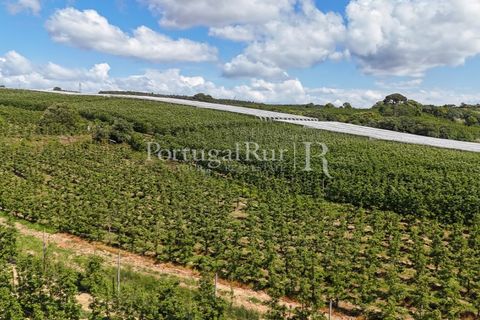 Landejendom i Cadaval, Lisbon, Cadaval - € 2.600.000 | Ref: FG495 - foto 13
