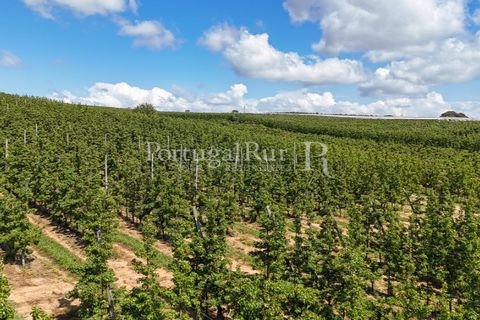 Landejendom i Cadaval, Lisbon, Cadaval - € 2.600.000 | Ref: FG495 - foto 14