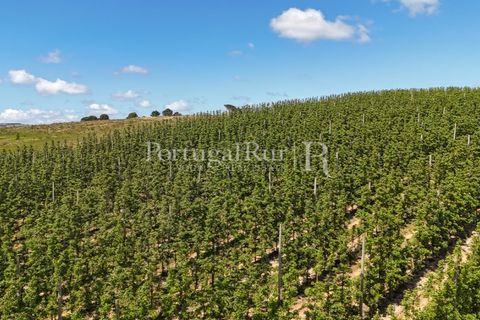 Landejendom i Cadaval, Lisbon, Cadaval - € 2.600.000 | Ref: FG495 - foto 15