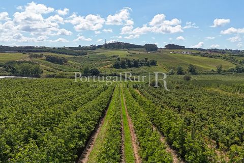 Landejendom i Cadaval, Lisbon, Cadaval - € 2.600.000 | Ref: FG495 - foto 16