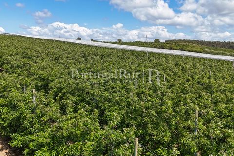 Landejendom i Cadaval, Lisbon, Cadaval - € 2.600.000 | Ref: FG495 - foto 17