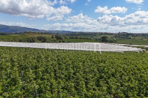 Landejendom i Cadaval, Lisbon, Cadaval - € 2.600.000 | Ref: FG495 - foto 18