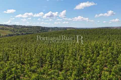 Landejendom i Cadaval, Lisbon, Cadaval - € 2.600.000 | Ref: FG495 - foto 19