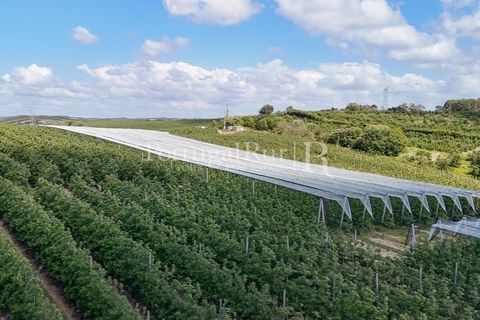 Landejendom i Cadaval, Lisbon, Cadaval - € 2.600.000 | Ref: FG495 - foto 20