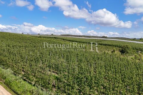 Landejendom i Cadaval, Lisbon, Cadaval - € 2.600.000 | Ref: FG495 - foto 25
