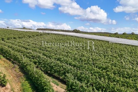 Landejendom i Cadaval, Lisbon, Cadaval - € 2.600.000 | Ref: FG495 - foto 27