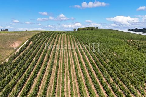 Landejendom i Cadaval, Lisbon, Cadaval - € 2.600.000 | Ref: FG495 - foto 30